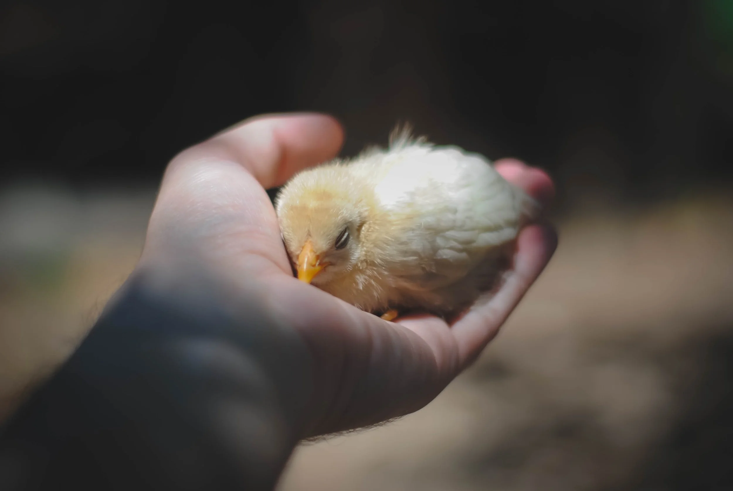 The £3 chicken: what is a fair price for a life?
