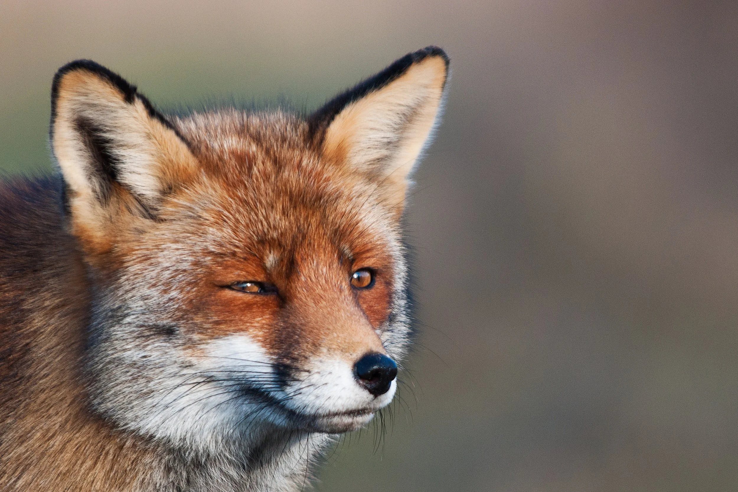 Fox hunting still legal in the UK? Stormont vote rejects ban in Northern Ireland