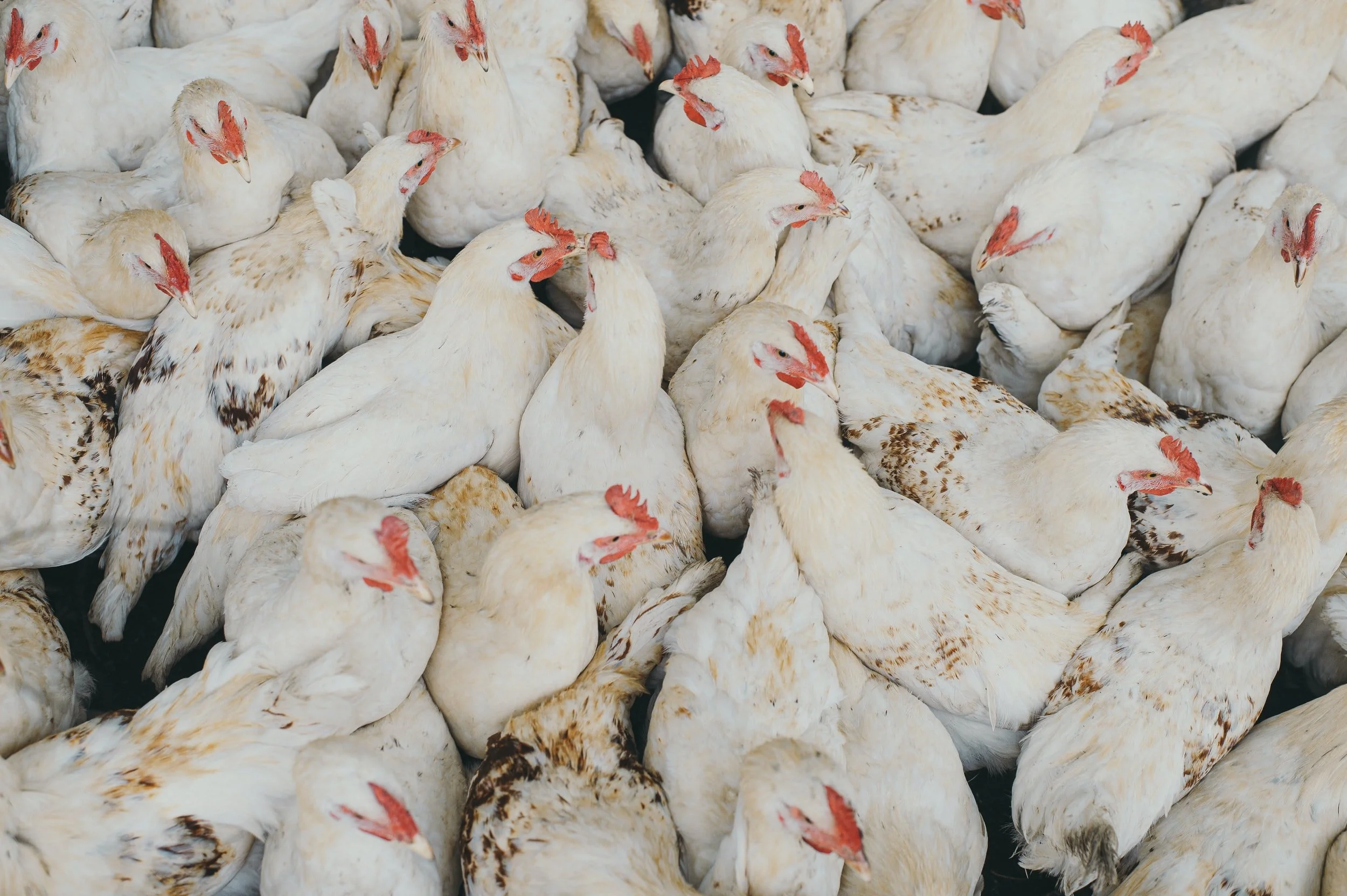 Major UK chicken feed supplier Cargill still guilty of funding Amazon destruction - is it any surprise for the 'world's worst company'?