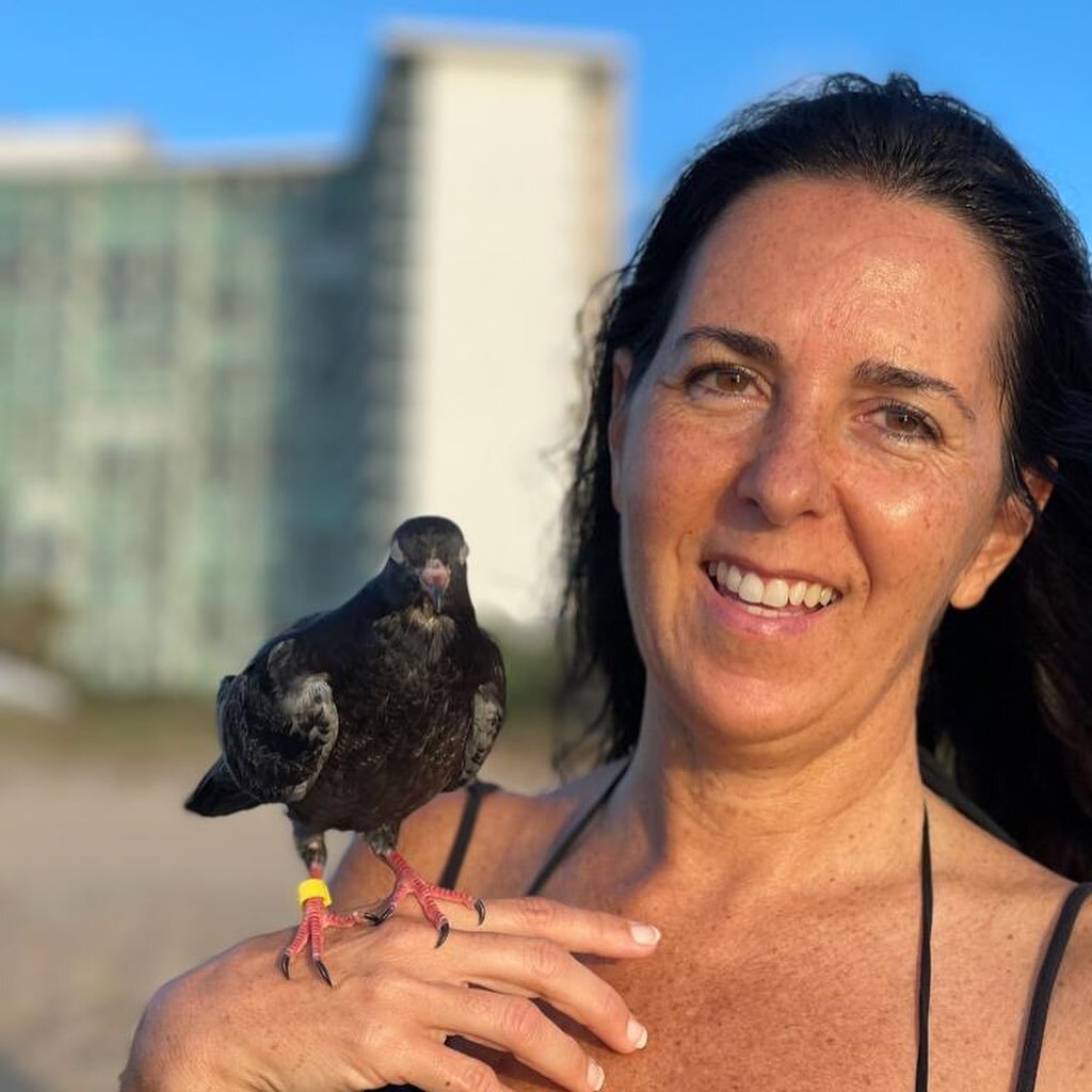 This pigeon was rescued 54 days ago as a new born baby bird. It didn't even have feathers. It was small but lucky. Rescued by a lady who took it in to nurture it. Today &quot;Sunny&quot; the pigeon goes for walks on the beach. It checks out the other