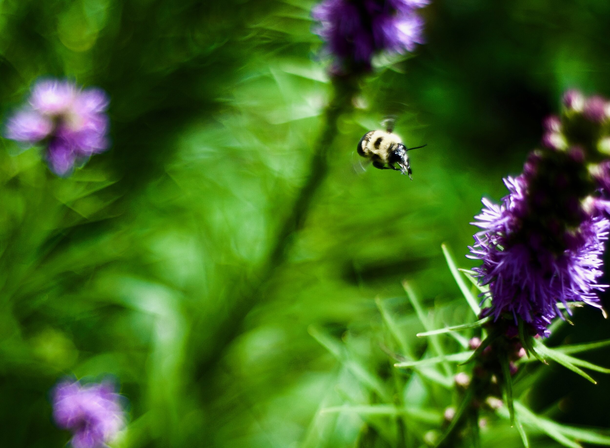 DSC_0011.jpeg
