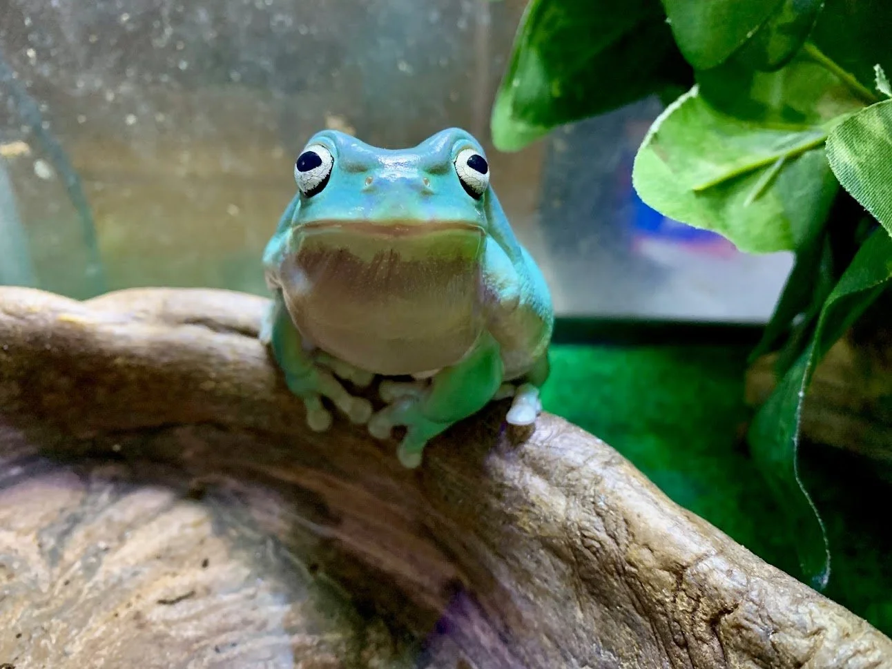 The Top 5 Exotic Animals for Beginners