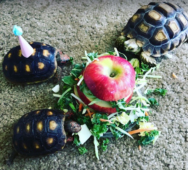 gigsalad tortoise birthday.jpg