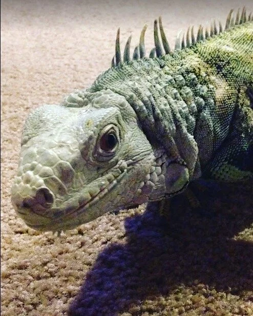 &quot;I met an iguana once when I was in middle school - and was obsessed with having one of my own after that. For my 16th birthday my mom considered getting me one, but the guy at the reptile store talked her out of it. I'd never even had something