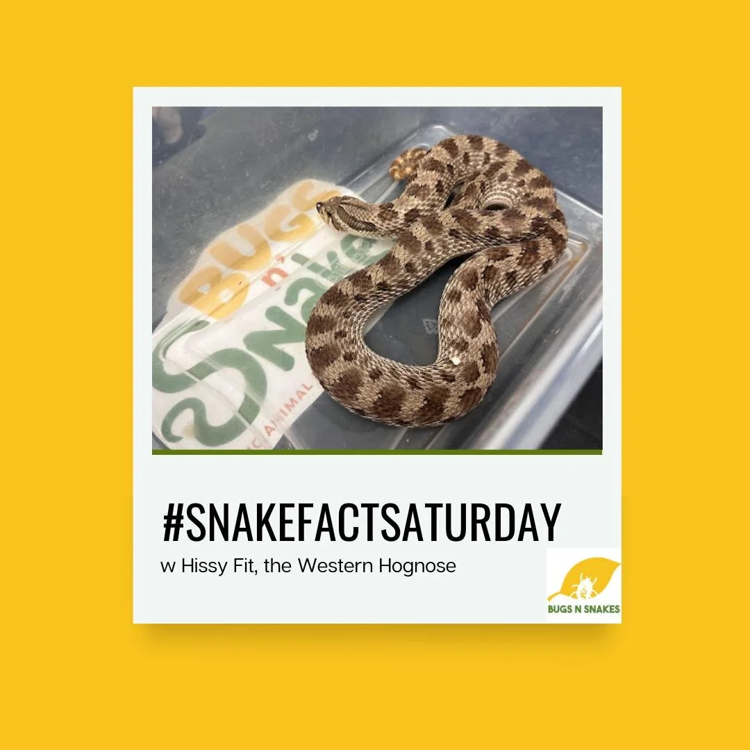 Image text: Did you know that snakes don't have eyelids? They have a transparent scale covering their eyes, so they can't blink or close their eyes like humans.

#snakefactsaturday #snakefacts #scaleysaturday #alwayslearning #nowyouknow #saturday #ke