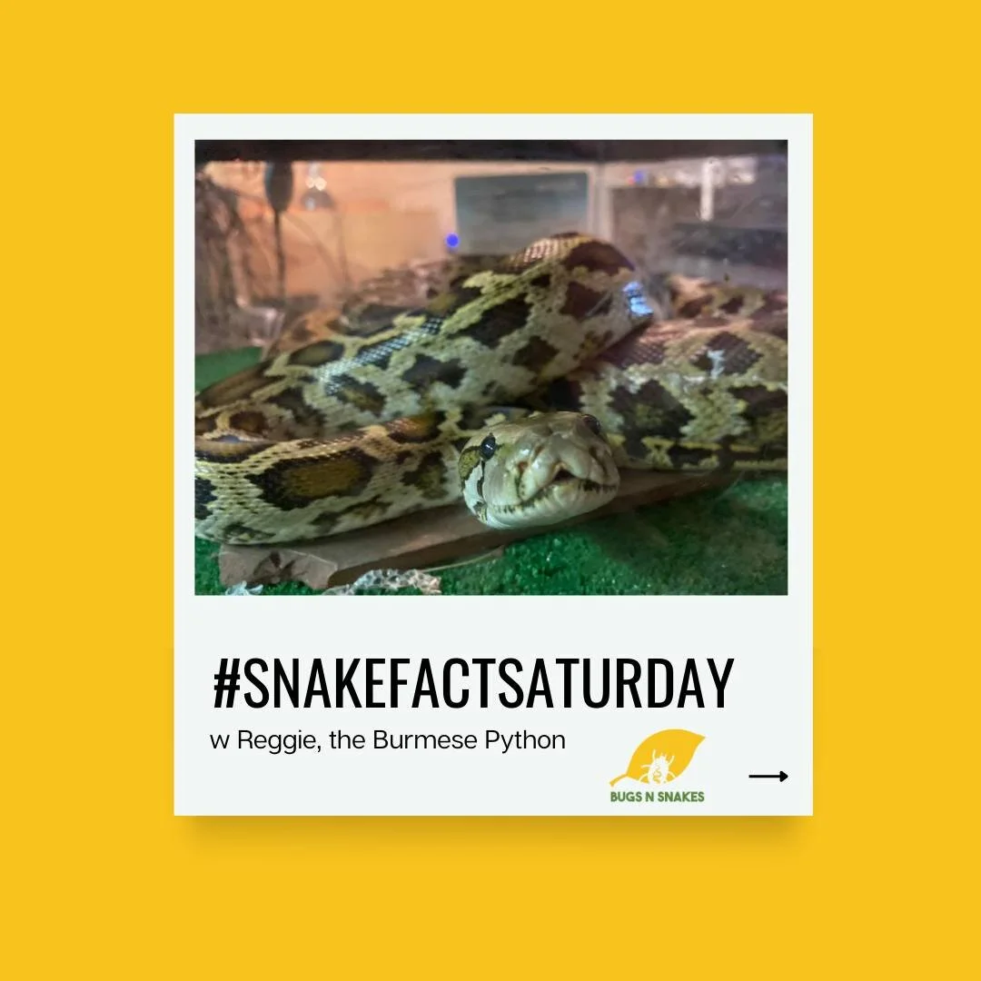 Image text: Snakes are known for their unique way of swallowing prey whole, but did you know their jaws can unhinge to accommodate larger meals? They have several rows of flexible teeth to help with this process.

#snakefactsaturday #snakefacts #scal