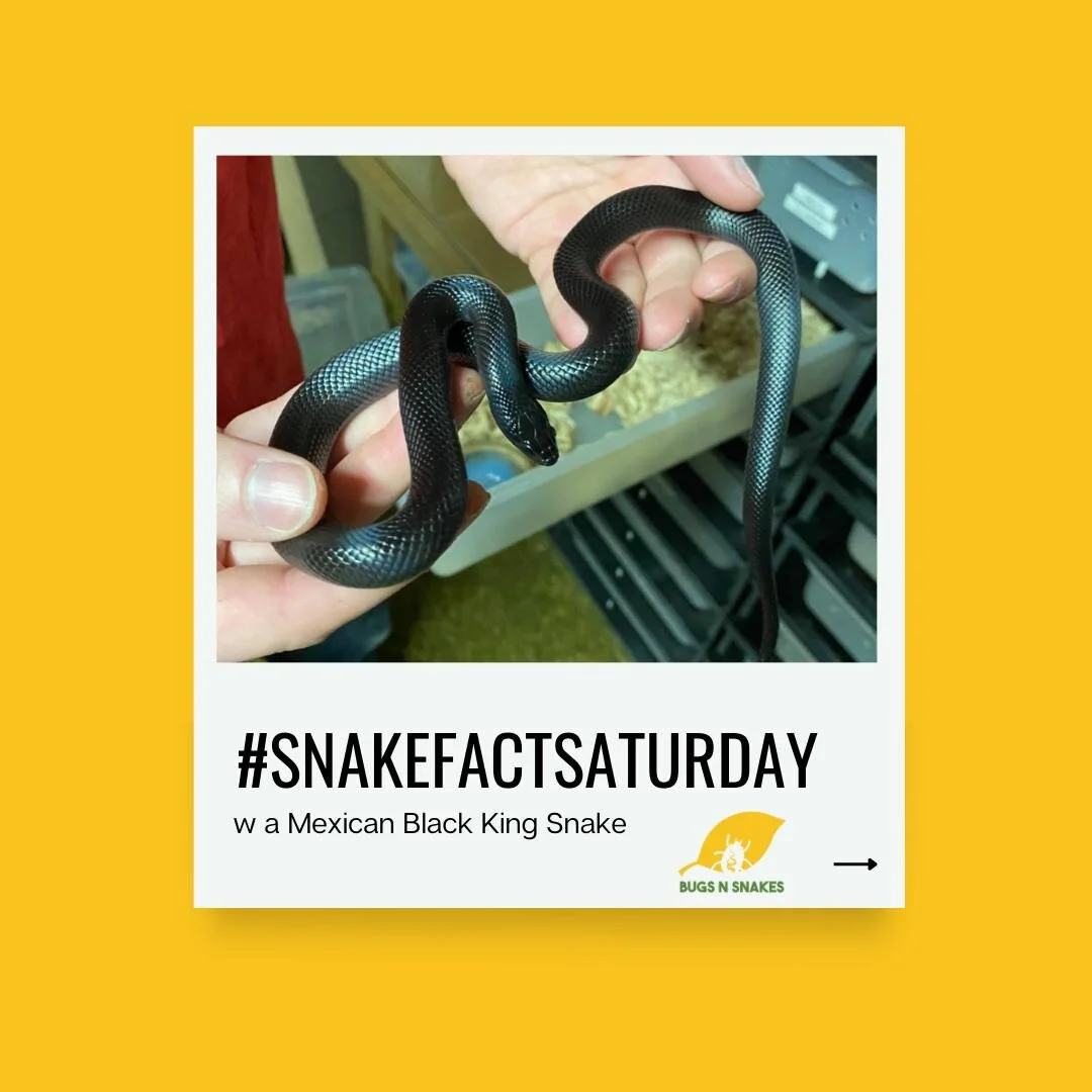 Image text: Snakes are found on every continent except Antarctica. They've adapted to a wide range of environments, from deserts to rainforests, and even underwater in some cases.

#snakefactsaturday #snakefacts #scaleysaturday #alwayslearning #nowyo
