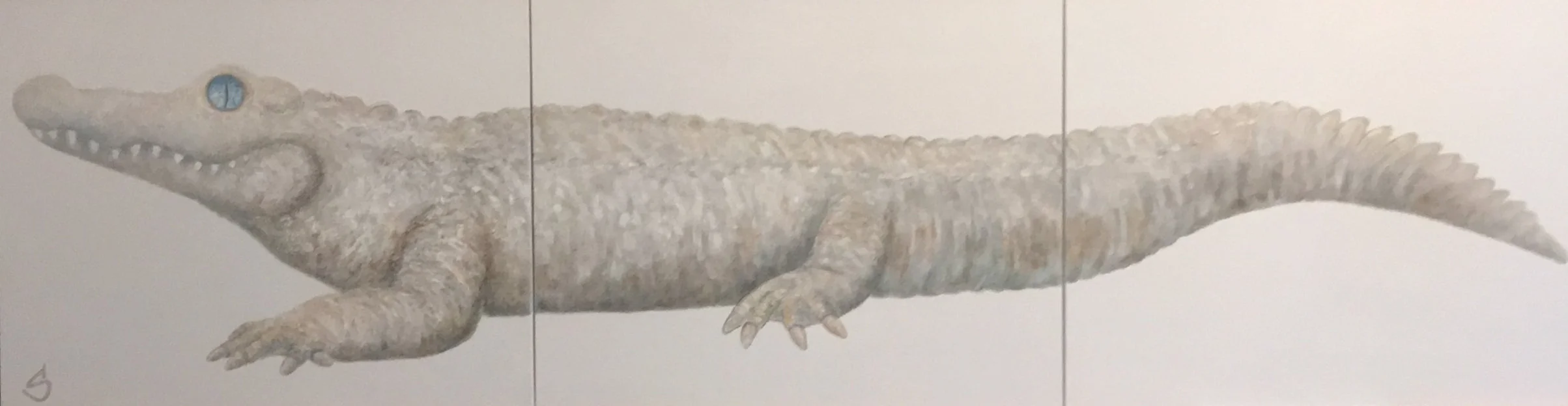 Albino Alligator