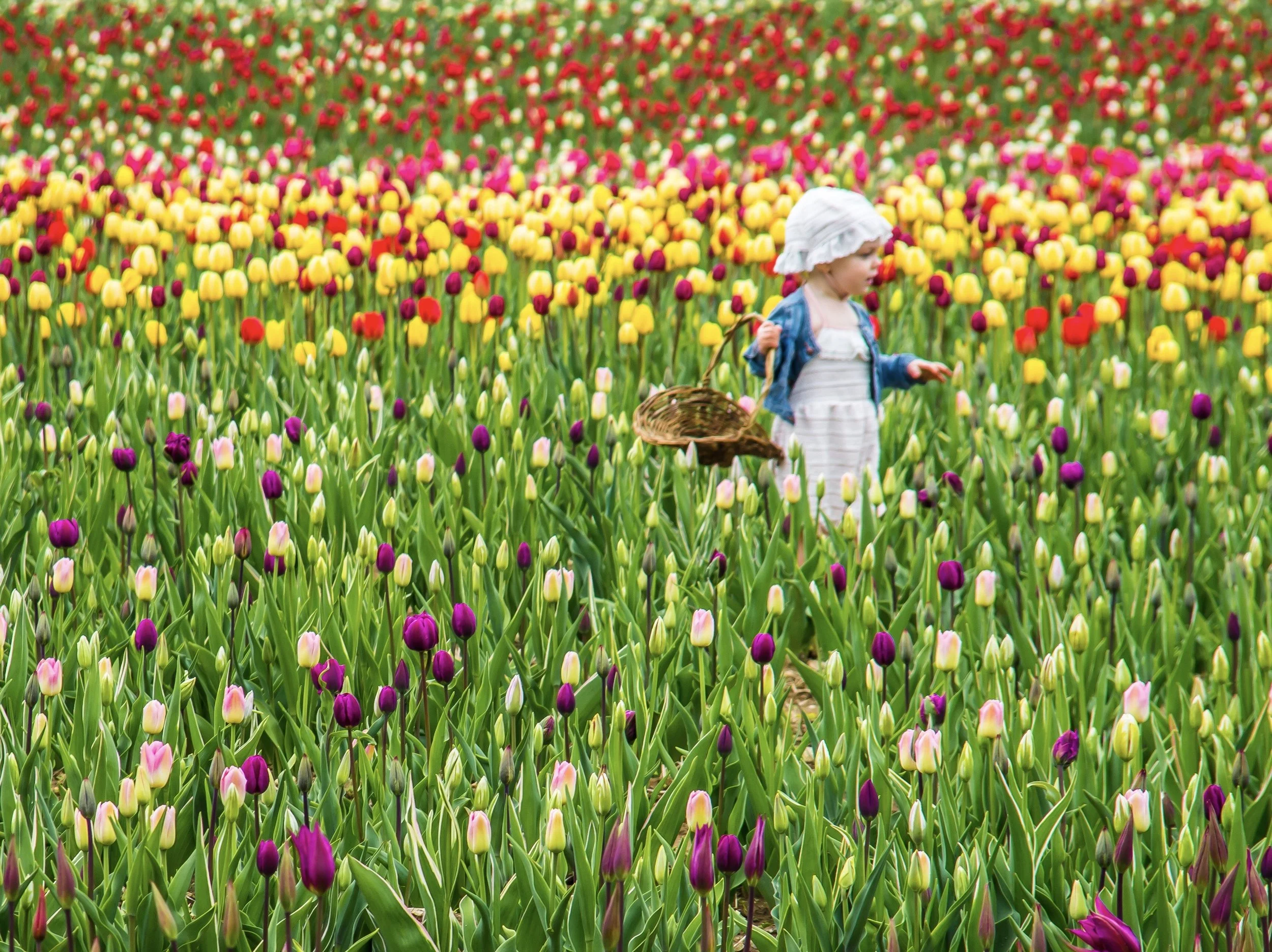 tulip darling girl-2801.jpg