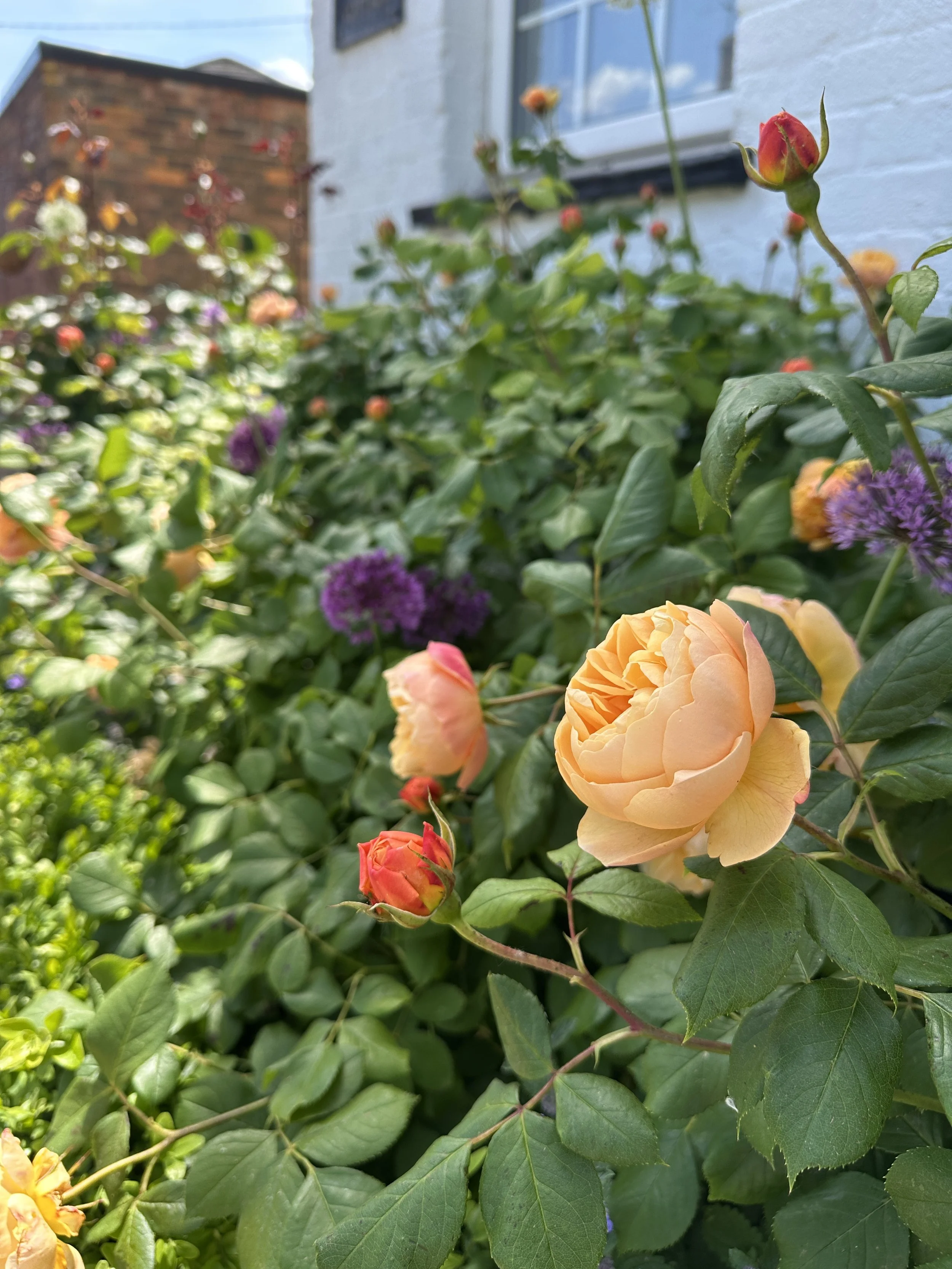 Roses and alliums plants growing in a cottage garden beside a white-painted exterior wall.