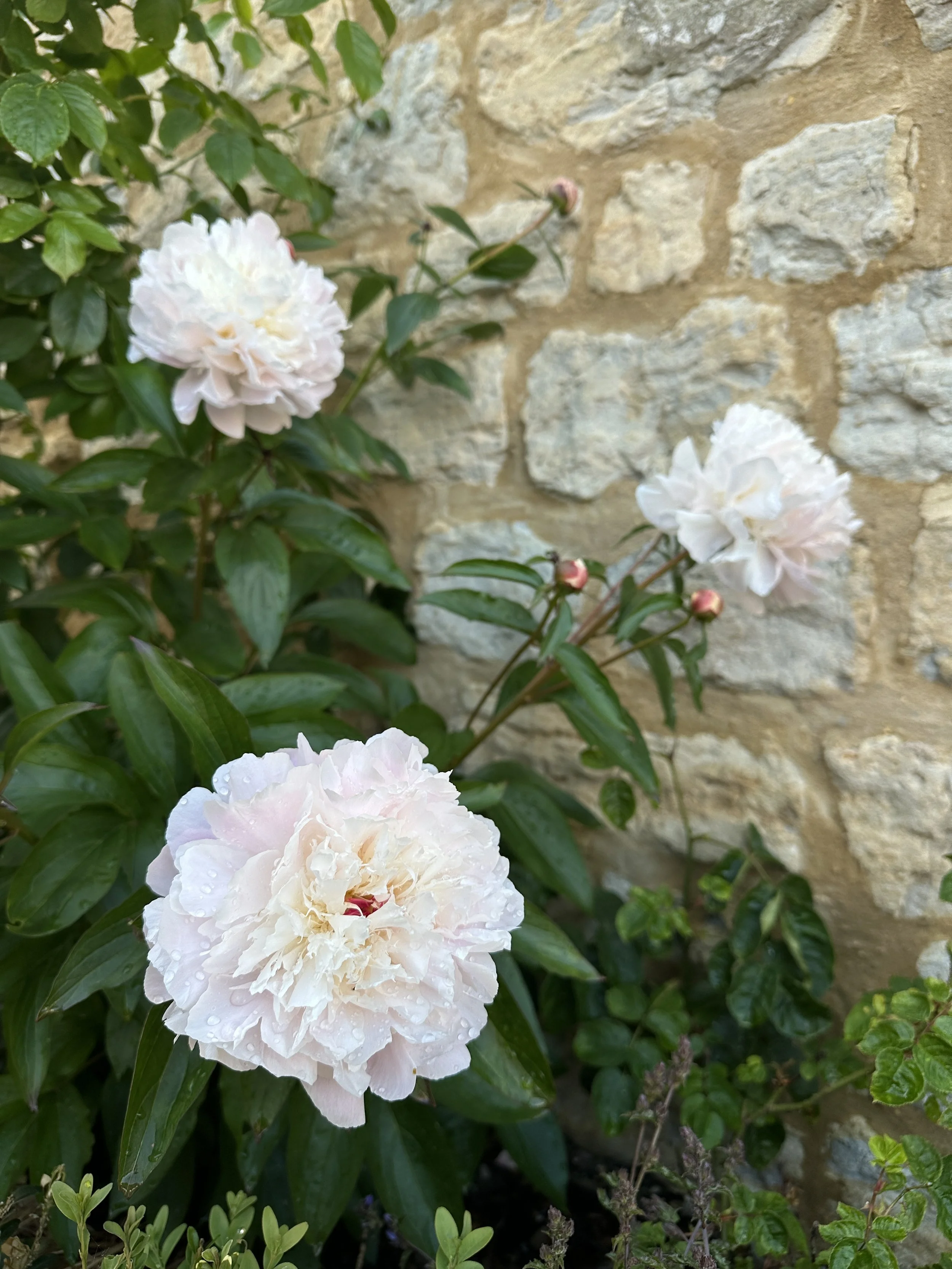 Peonies Sarah Bernhardt growing against a traditional stone cottage wall.