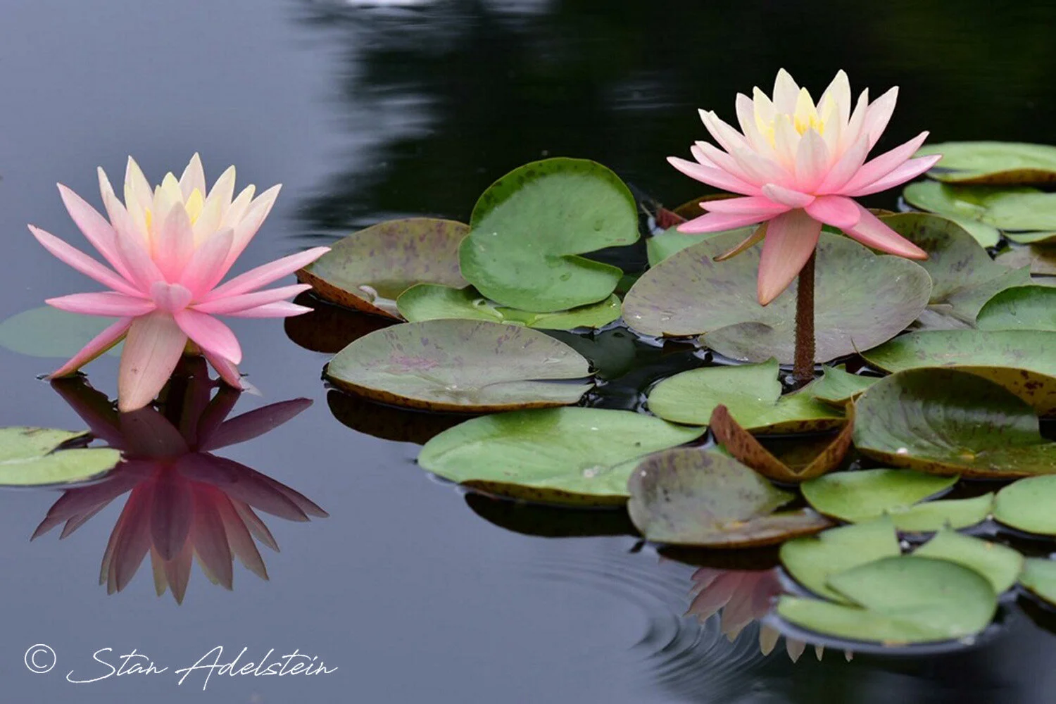 Denver Botanic Gardens