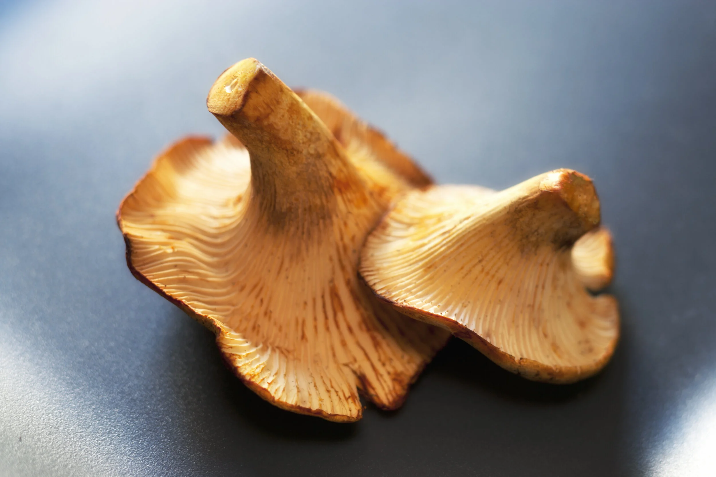 RegineTest two Mushrooms.jpg