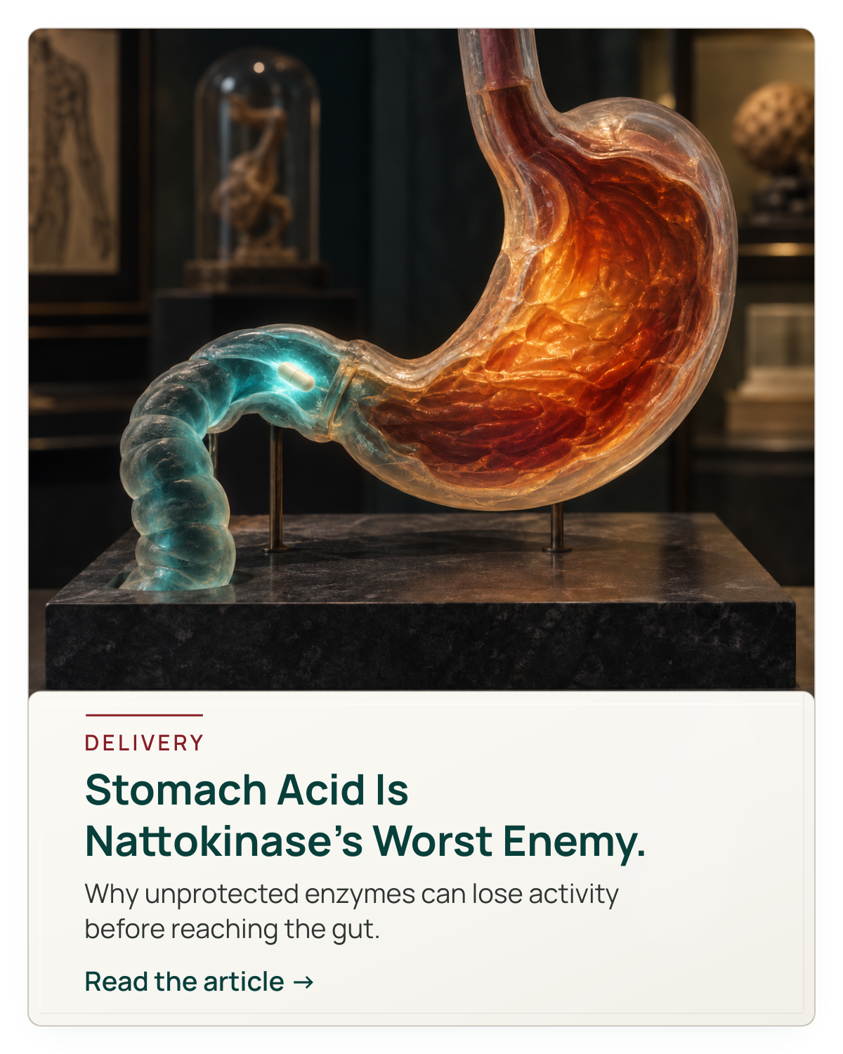 Nattokinase and stomach acid — acid-resistant delivery