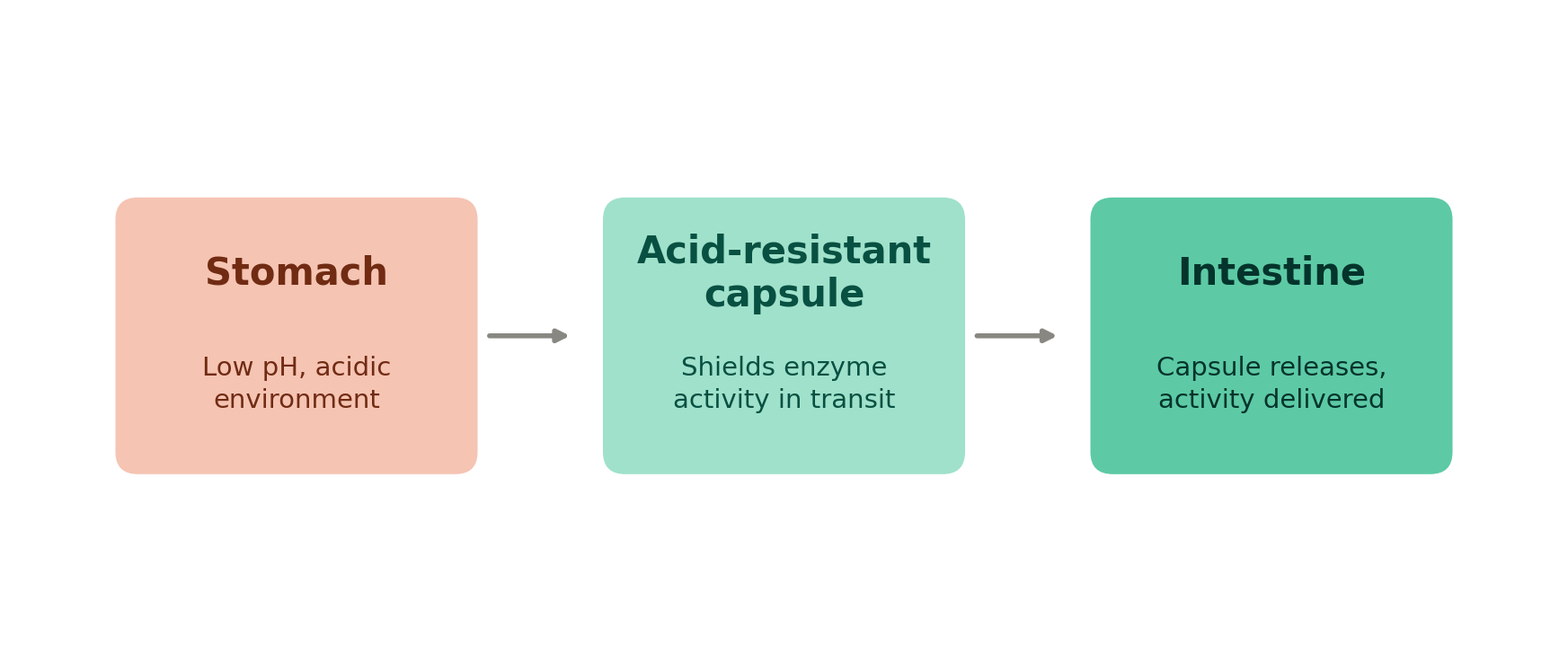 Nattokinase acid-resistant delivery pathway — stomach to intestine diagram