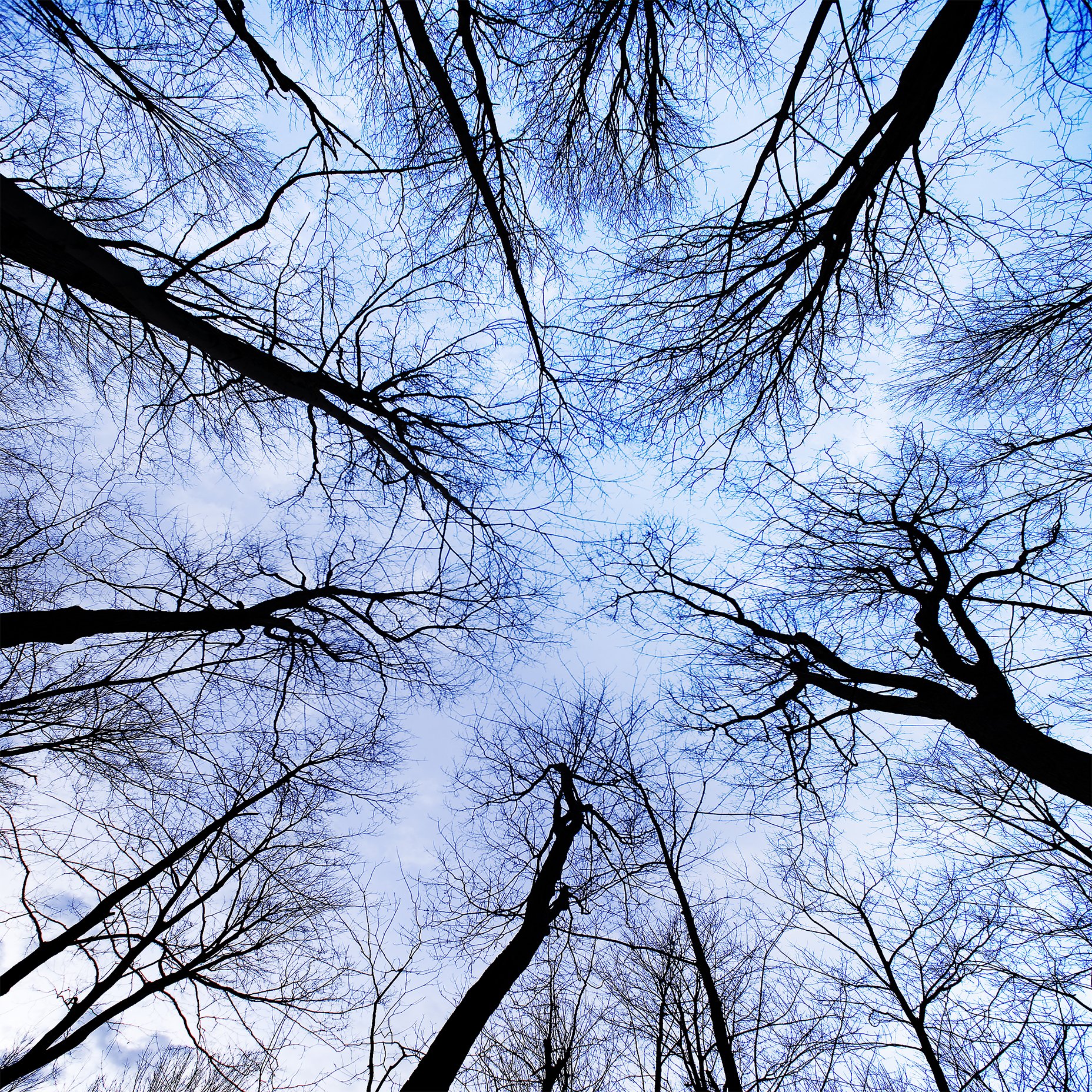 8X8 arbres.jpg