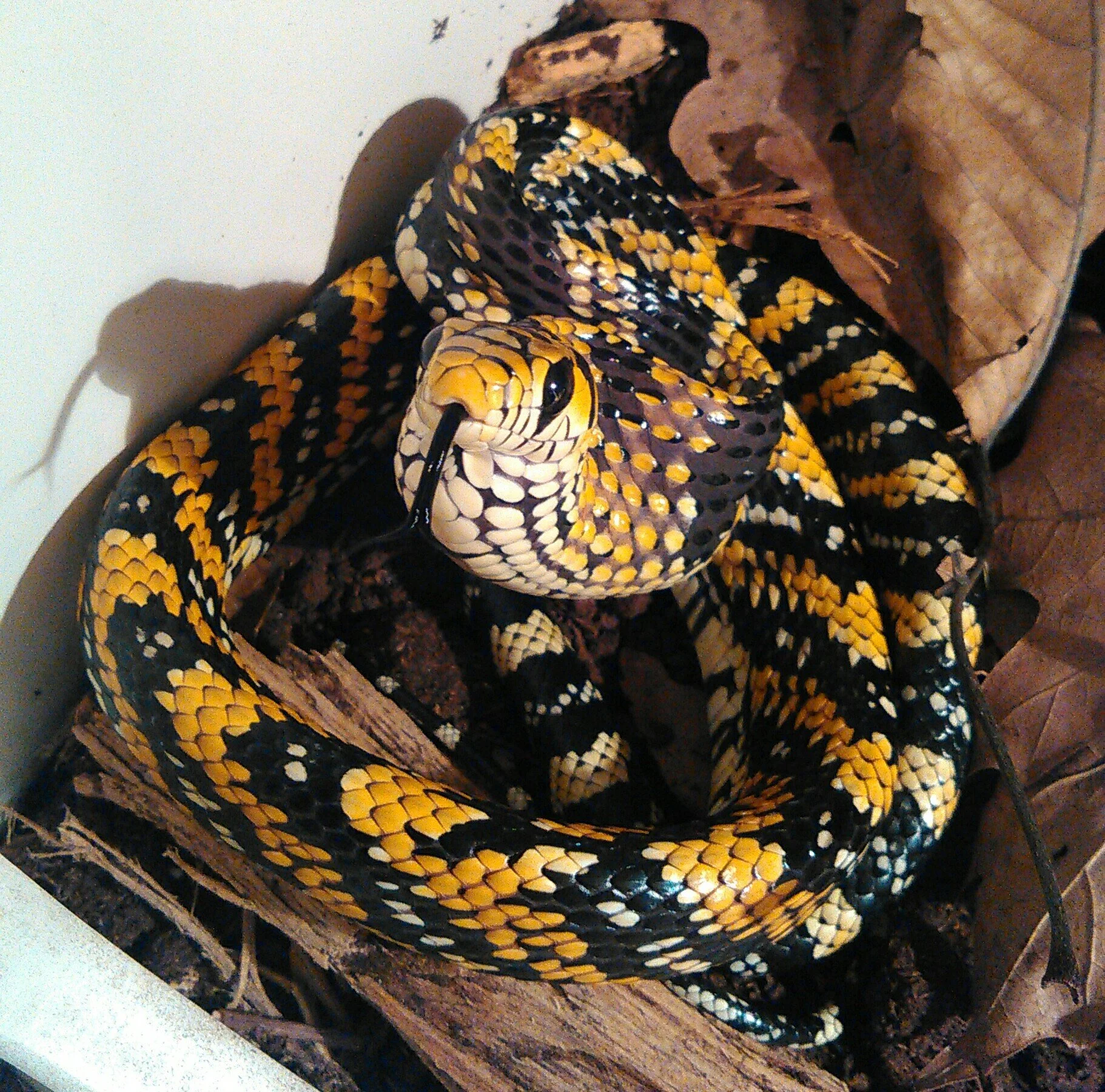 G saved spilotes.JPG