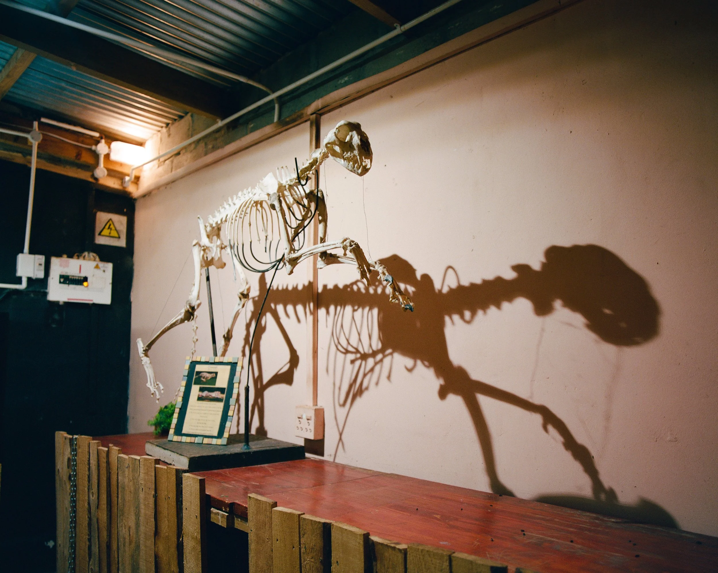Bone, 2025