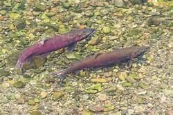 Coho Salmon