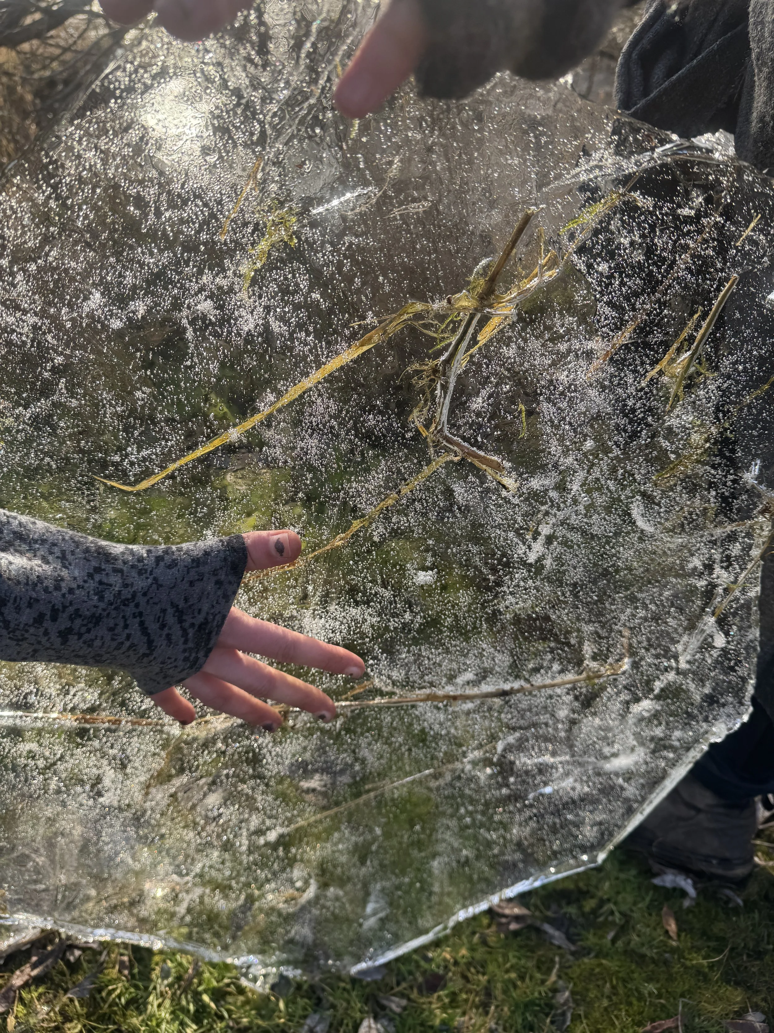 Story of the Day - Wild Wanderers