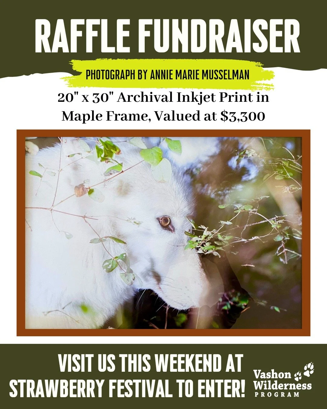 🍓 Stop by our booth at Strawberry Festival and say hi! 🍓
We will have a raffle to symbolically adopt a Wolf Haven Wolf and win an gorgeous photograph of a Wolf by @anniemariemusselman!
.
.
#VashonWildernessProgram #VashonIsland #Vashon #StrawberryF