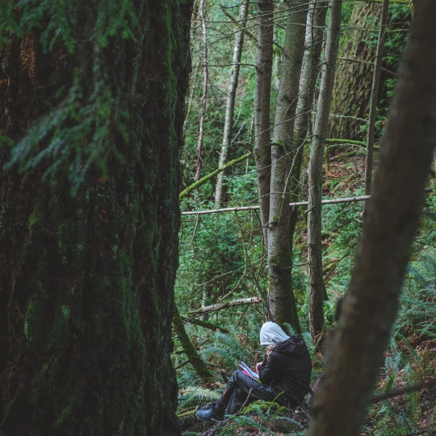 Interested in spending a day in the forest and calming your nervous system? 🌲

Join us for Deep Listening: Sit Spot, Mapping &amp; Eco-Journaling on Sunday, March 8 (10am&ndash;3:30pm) on Vashon Island, Island Center Forest 188th Trail Head with @ea