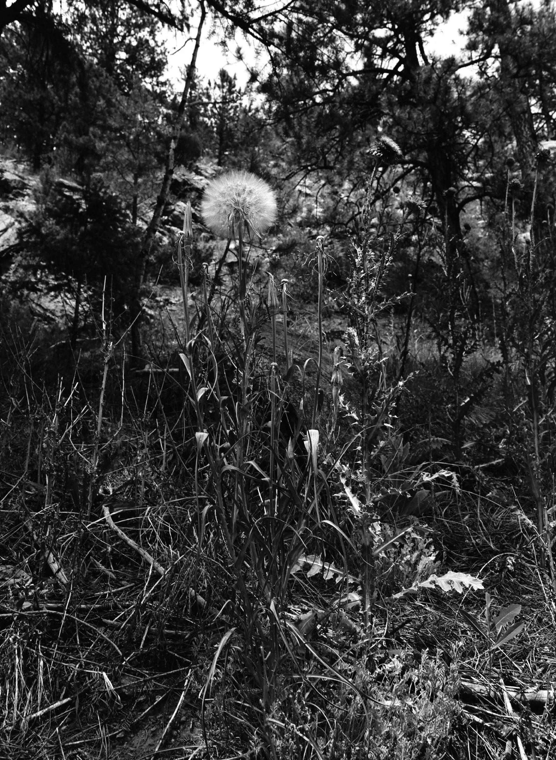 703601_0012.jpg