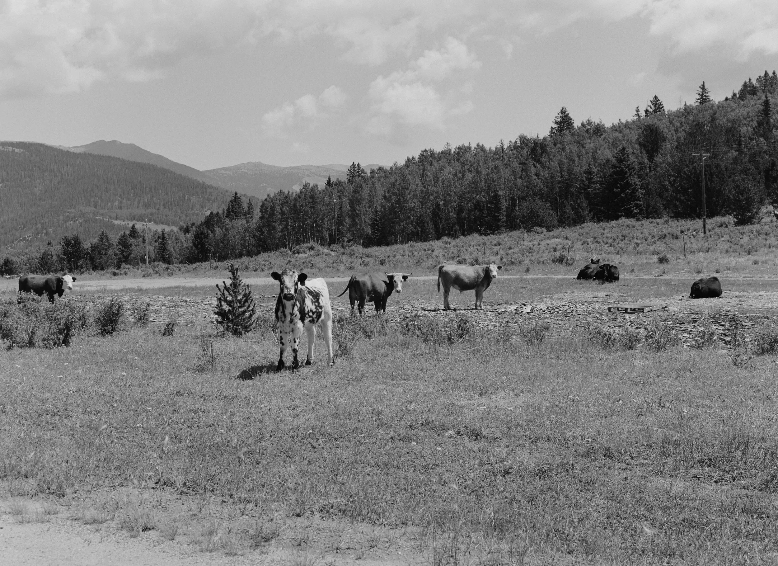 719045_0015.jpg