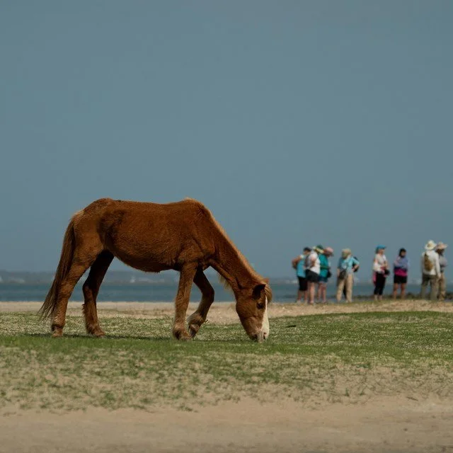 Shackleford Banks Horse 