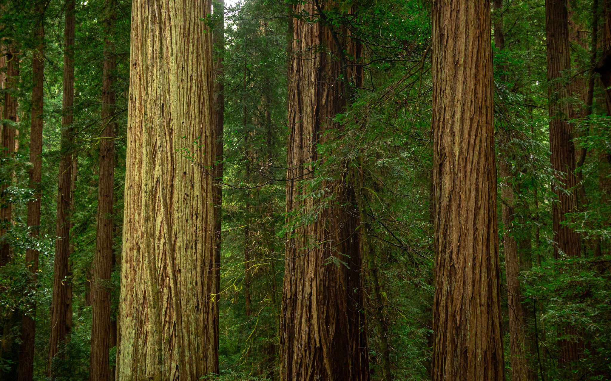 A forest with tall redwood trees and lush green foliage.