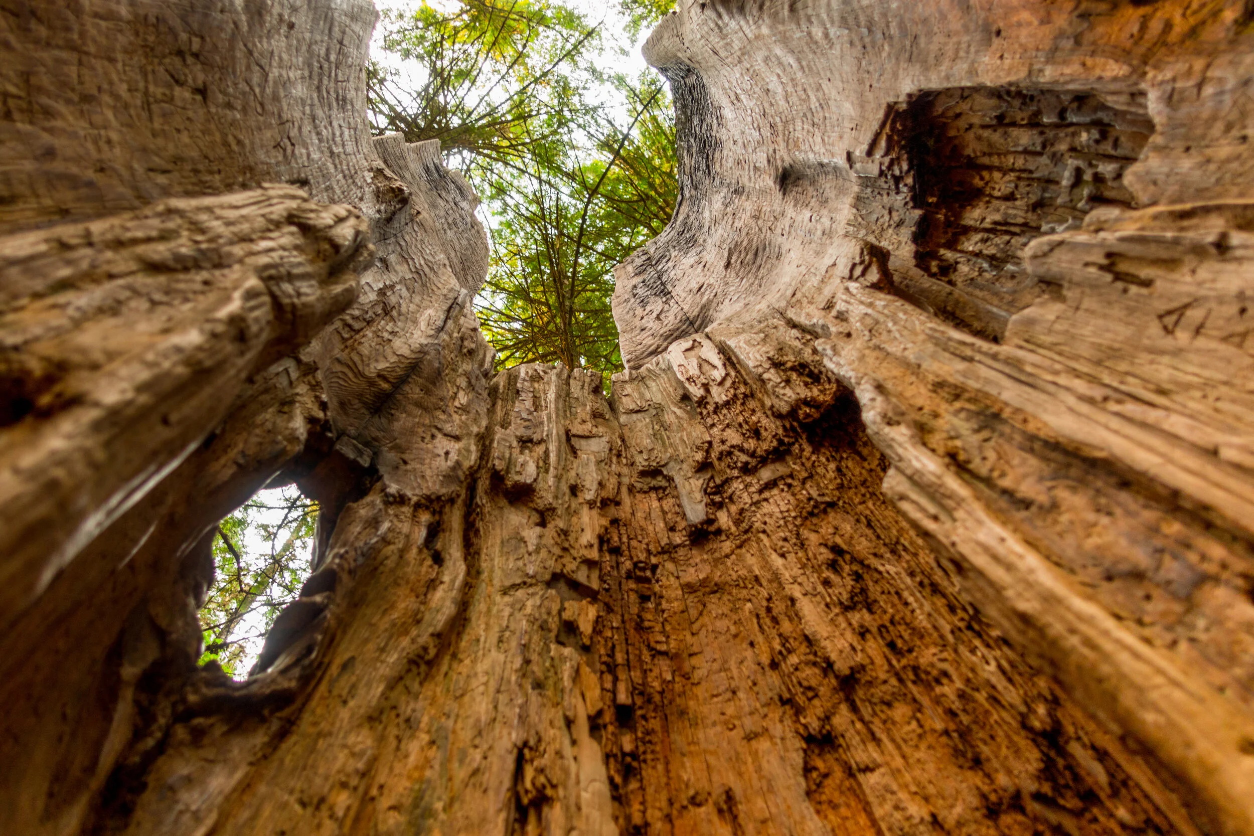 Close-up view of the inside of a hollowed-out tree trunk looking upward at green leaves and sky with natural light.