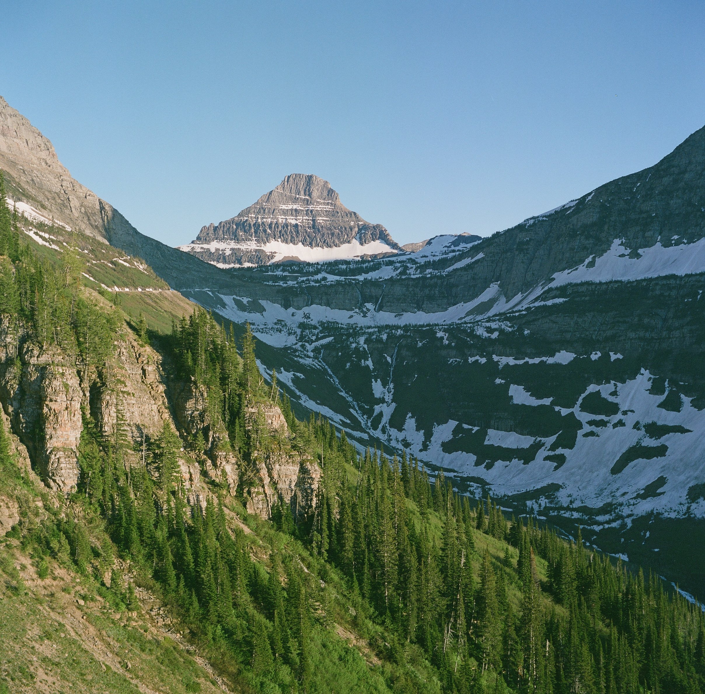 Snow-capped mountain with green pine forest on slope and blue sky in background.