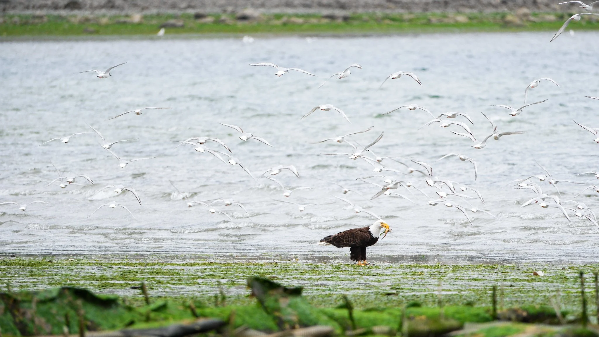 Bald eagle standing on the ground near water, surrounded by a flock of seagulls flying overhead.