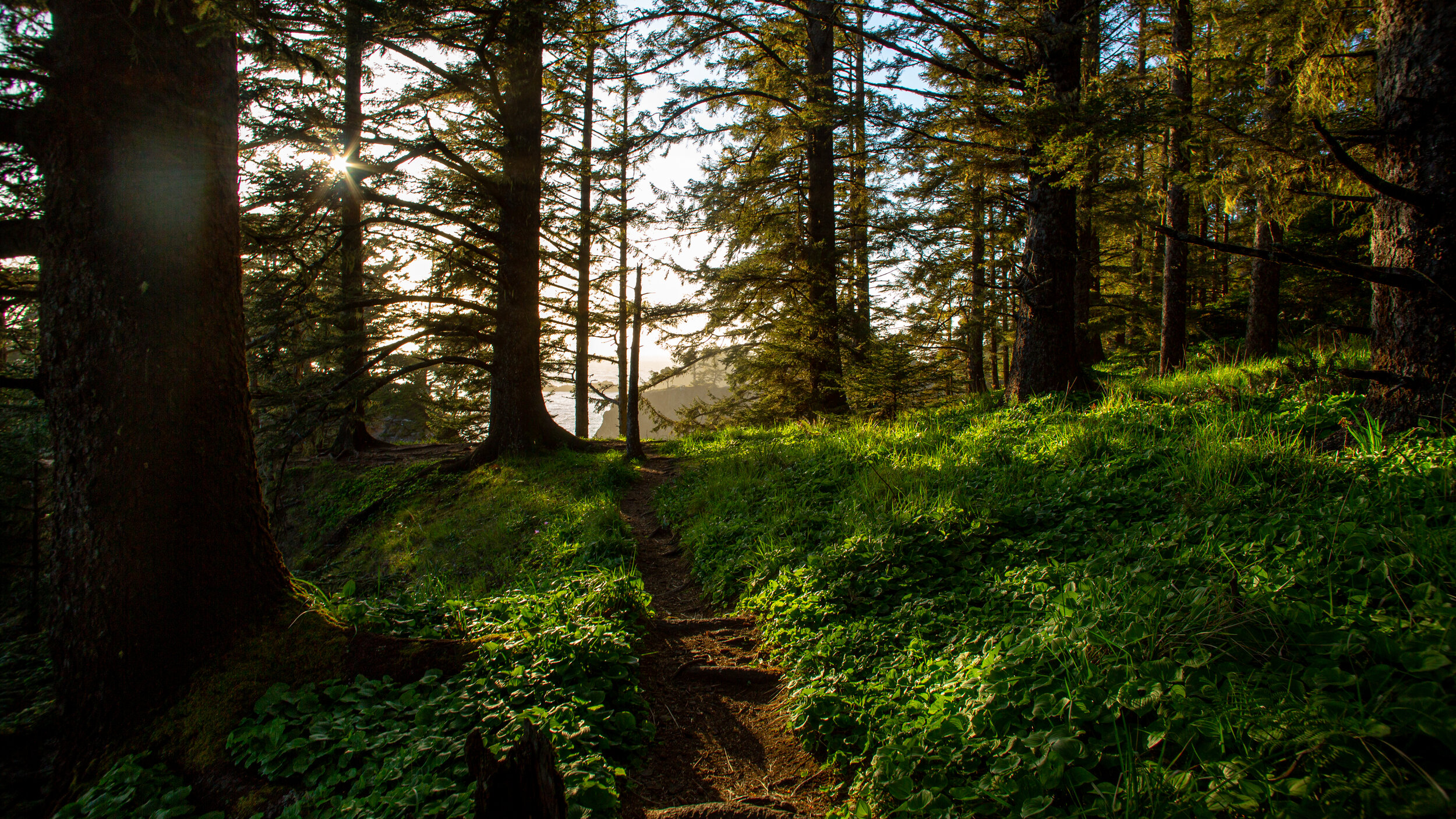 Sunlight filtering through tall pine trees in a lush forest, with a narrow dirt trail winding through green undergrowth.