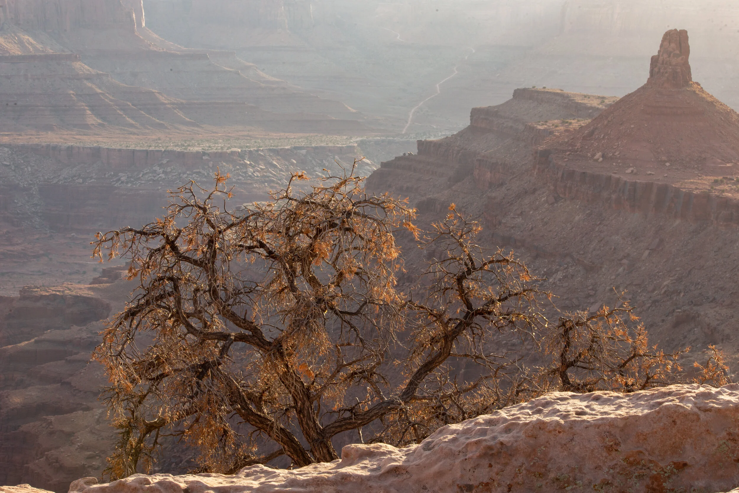 A dry, leafless tree on a rocky ledge overlooking the Grand Canyon with layered rock formations in the background
