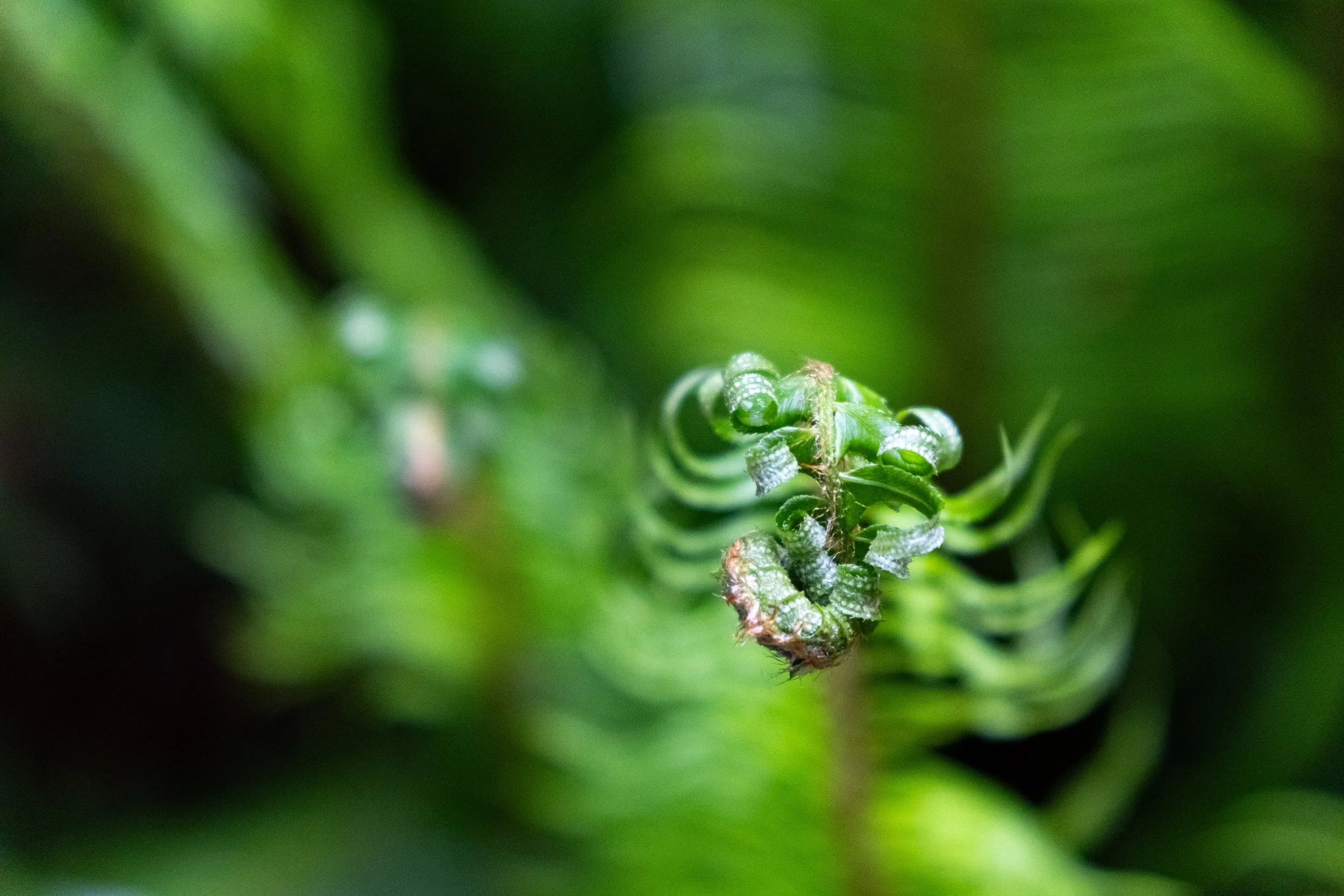 Close-up of a green pine cone on a pine tree branch.