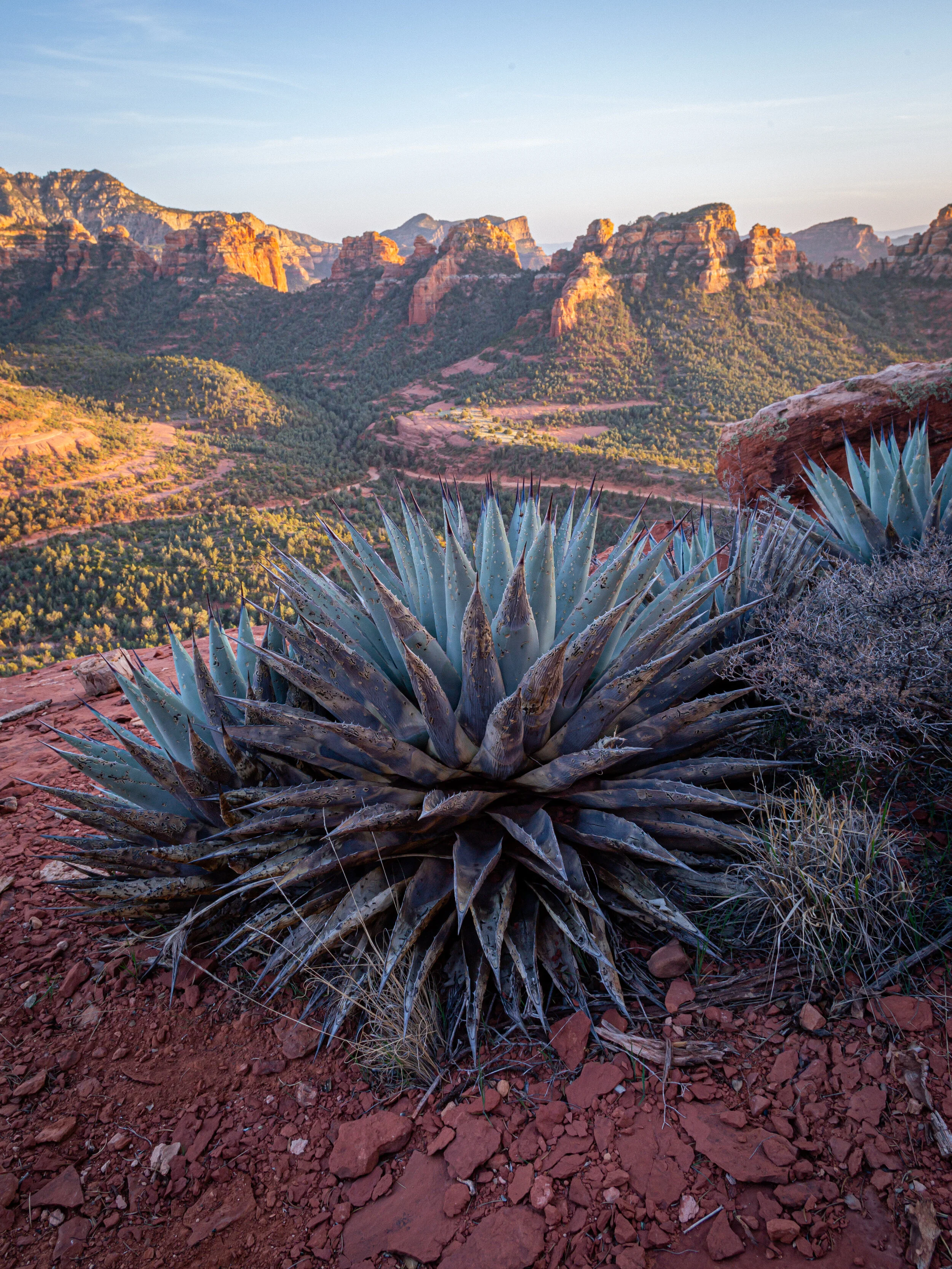 A large desert agave plant in the foreground with a mountainous landscape in the background, during sunset or sunrise.