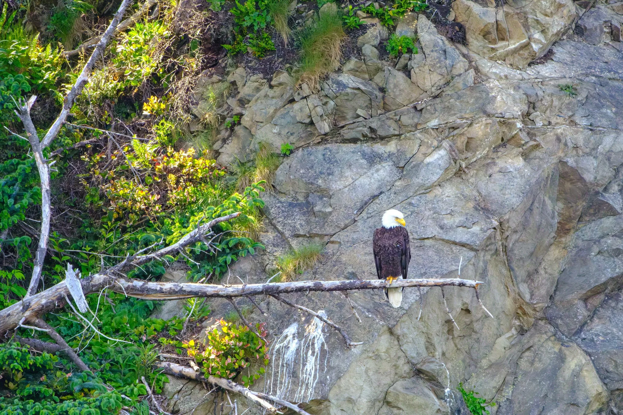 Bald eagle perched on a tree branch against a rocky cliff with green foliage.
