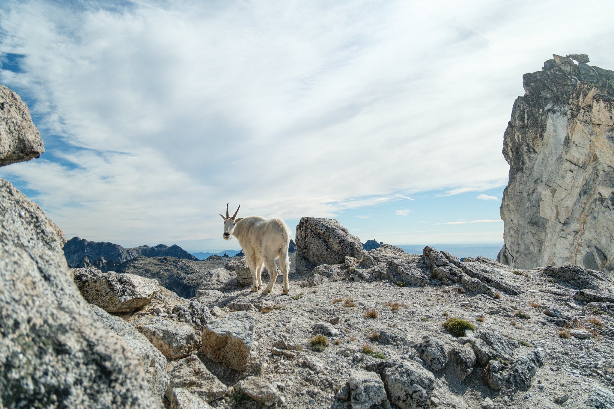 A mountain goat standing on rocky terrain in The Enchantments in beautiful Central Washington. 