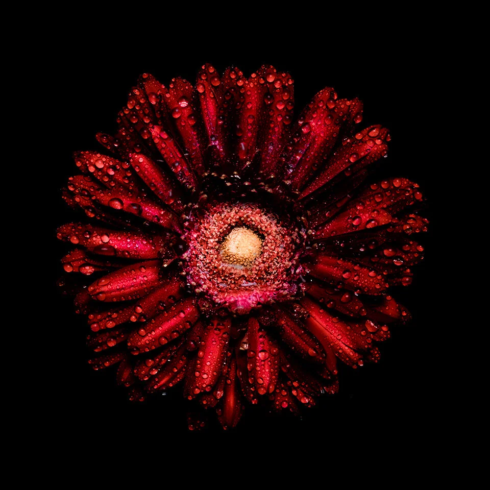 Red Hibiscus Coaster
