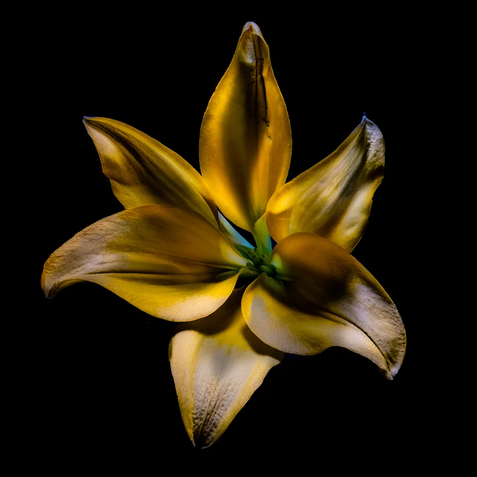 Flor-amarilla-verde-4x4.jpg