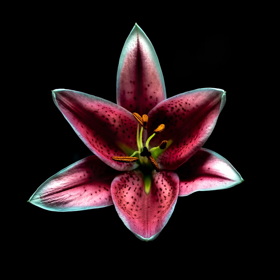 Flor-Blanco-Rosado-4x4.jpg
