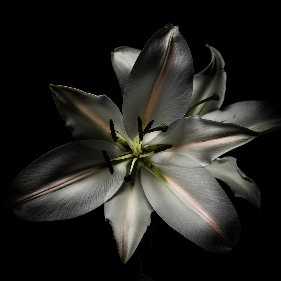 Flor-Primera-4x4.jpg
