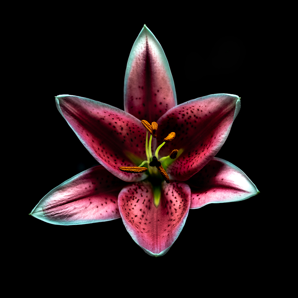 Pink Lilly Coaster