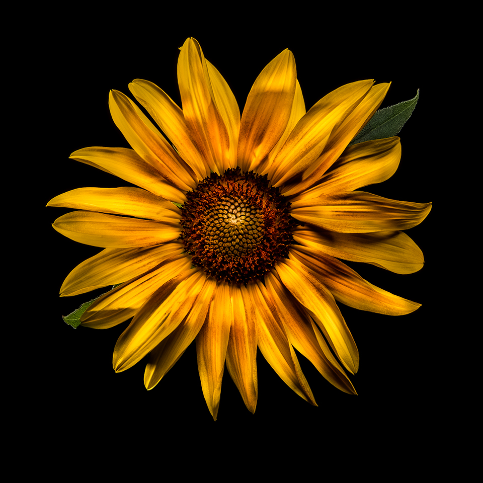Sun Flower Coaster