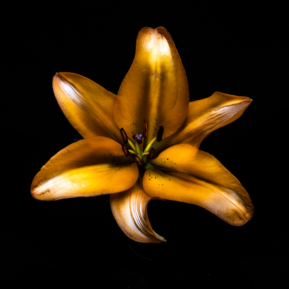 Golden Lilly Coaster