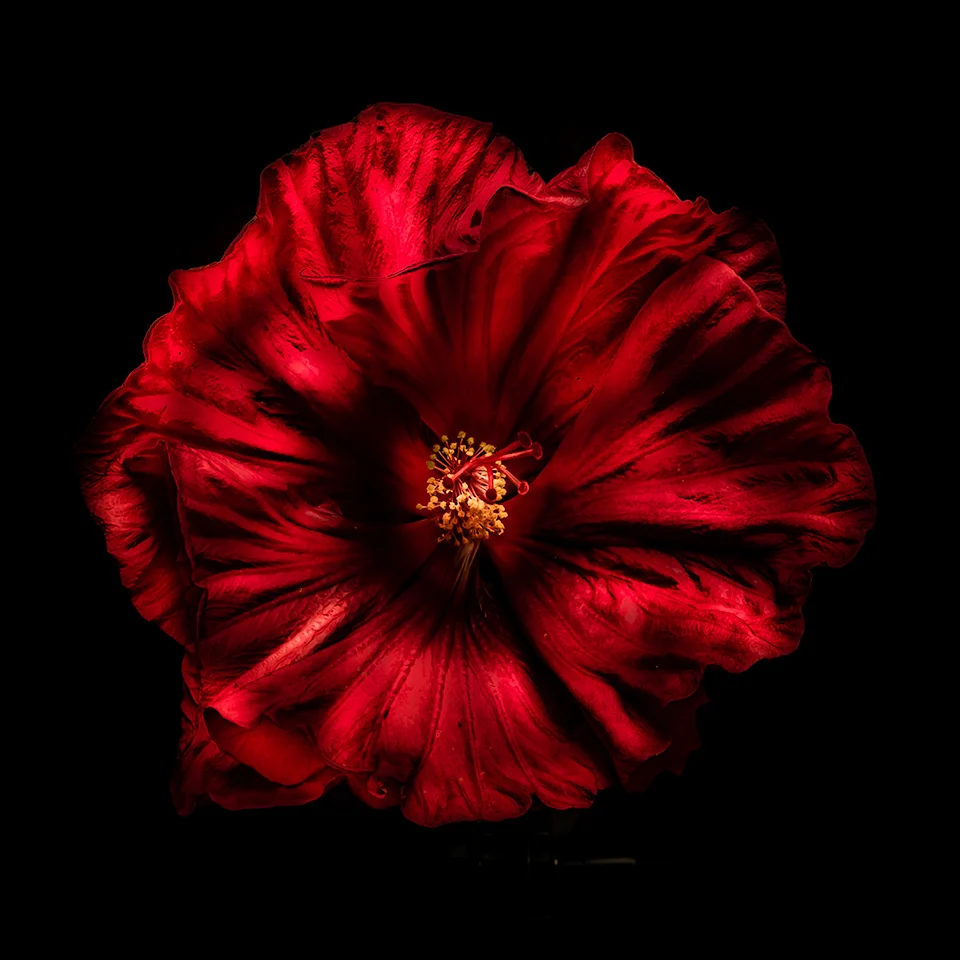 Red Hibiscus Coaster