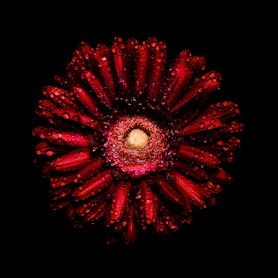 Red Daisy Coaster