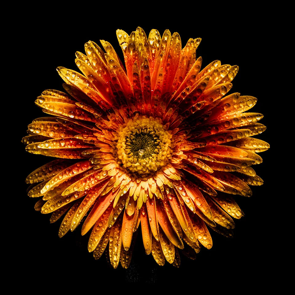 Yellow Daisy Coaster