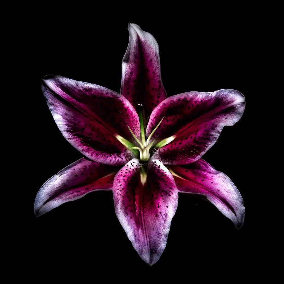 Purple Lilly Coaster